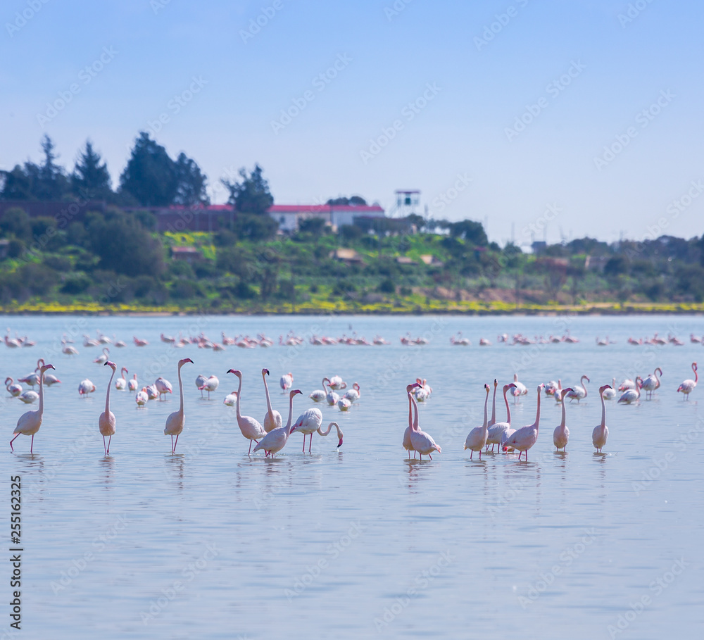 Fototapeta premium flock of birds pink flamingo on the salt lake in the city of Larnaca, Cyprus