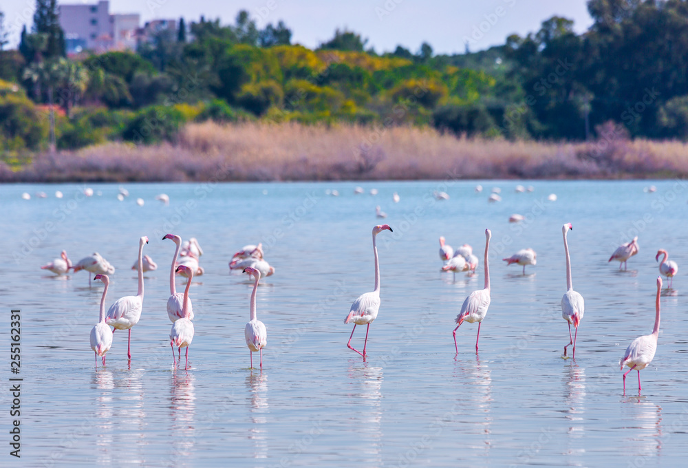 Fototapeta premium flock of birds pink flamingo on the salt lake in the city of Larnaca, Cyprus