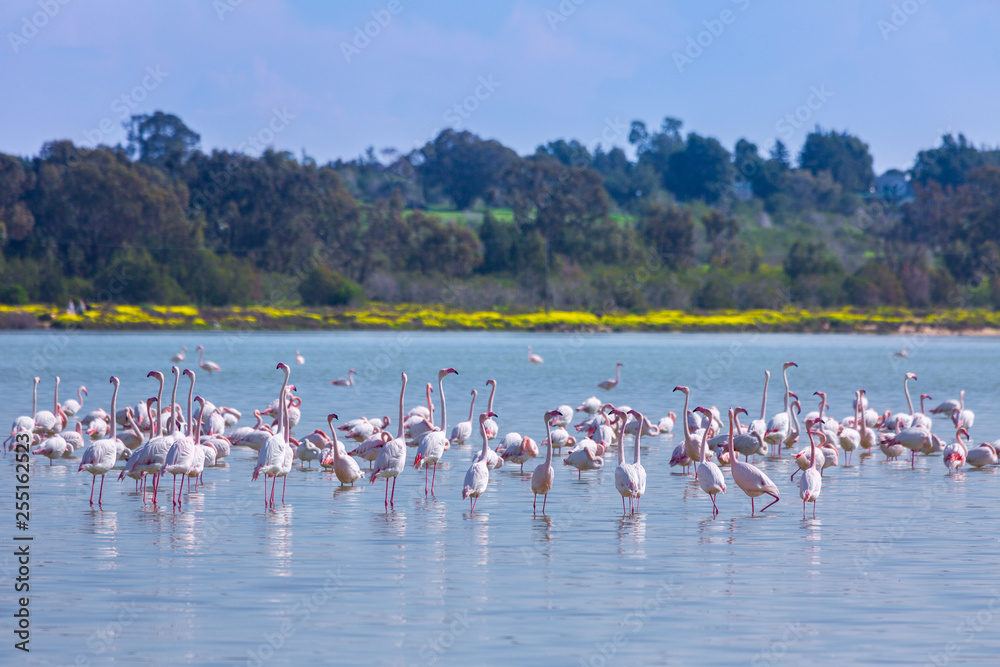 Naklejka premium flock of birds pink flamingo on the salt lake in the city of Larnaca, Cyprus