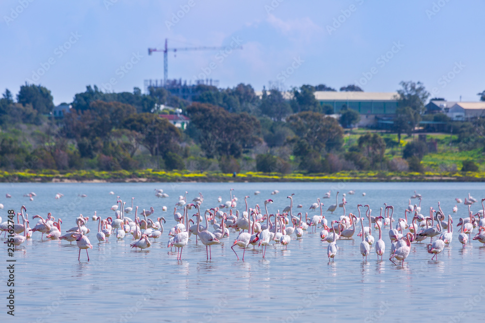 Obraz premium flock of birds pink flamingo on the salt lake in the city of Larnaca, Cyprus