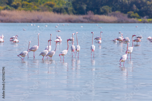 flock of birds pink flamingo on the salt lake in the city of Larnaca, Cyprus