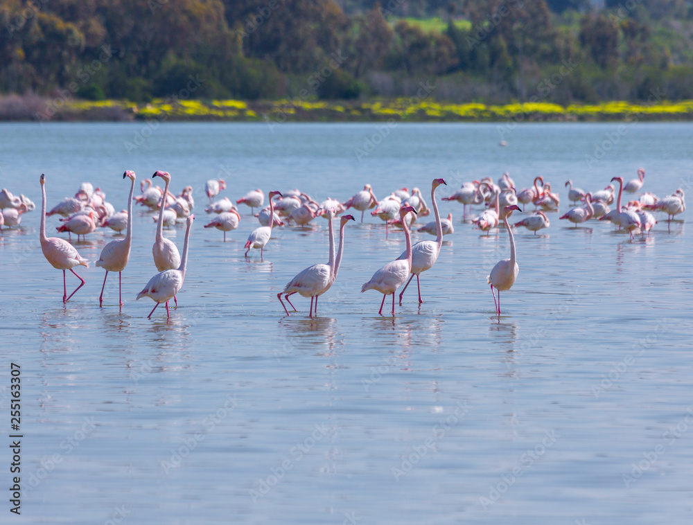 Naklejka premium flock of birds pink flamingo on the salt lake in the city of Larnaca, Cyprus