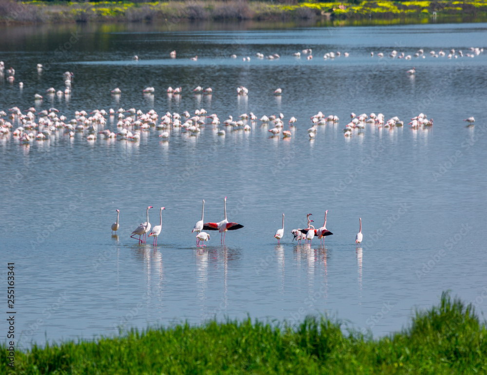 flock of birds pink flamingo on the salt lake in the city of Larnaca, Cyprus