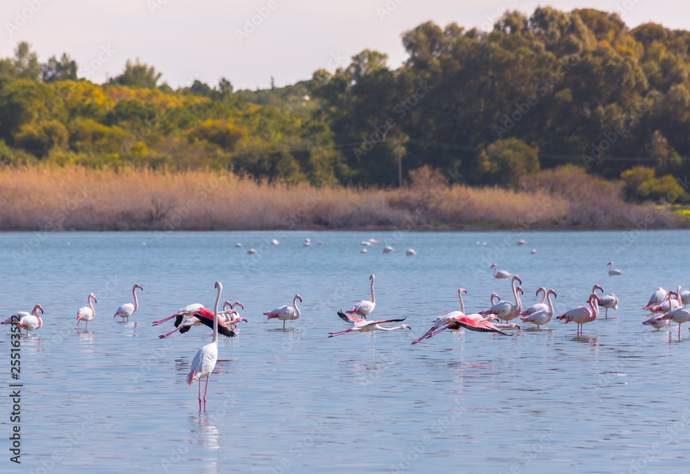 Fototapeta premium flock of birds pink flamingo on the salt lake in the city of Larnaca, Cyprus