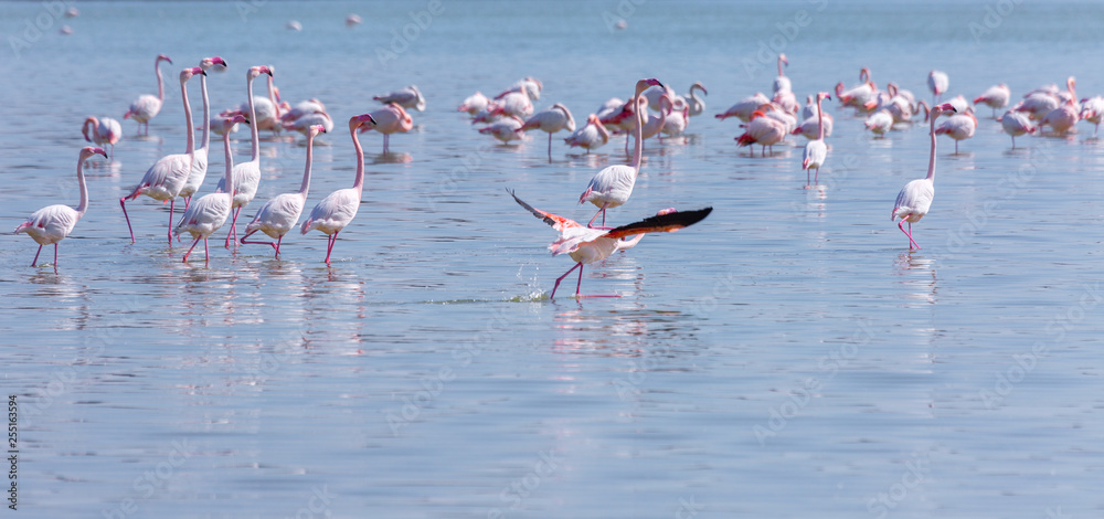 Fototapeta premium Birds pink flamingo on the salt lake run over the surface of the water.