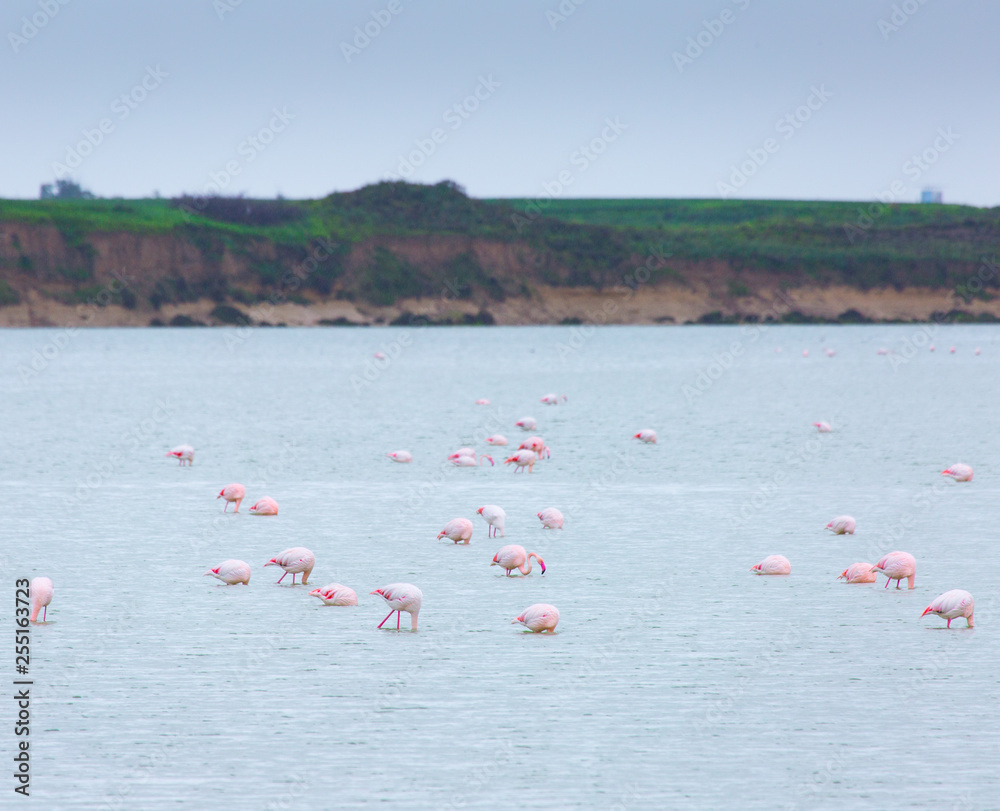 Fototapeta premium flock of birds pink flamingo on the salt lake in the city of Larnaca, Cyprus