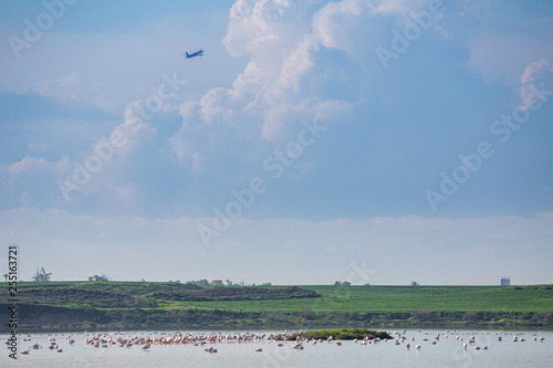 Flock of birds pink flamingo on the background of a flying airplane. The salt lake in the city of Larnaca, Cyprus.