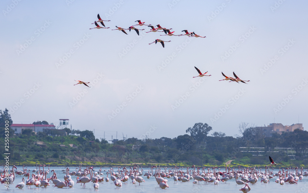 Fototapeta premium flock of birds pink flamingo on the salt lake in the city of Larnaca, Cyprus