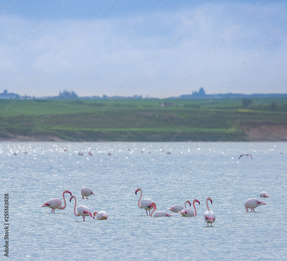 Naklejka premium flock of birds pink flamingo on the salt lake in the city of Larnaca, Cyprus