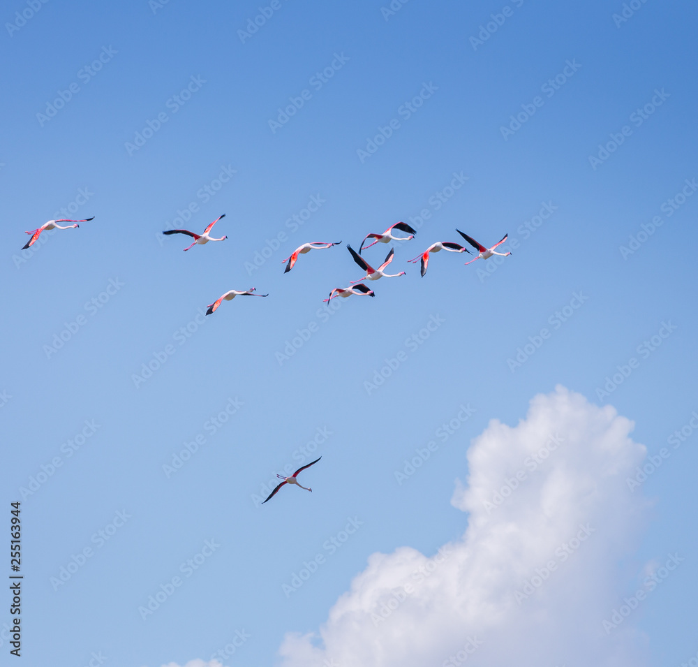 Obraz premium Flock of birds pink flamingo flying against a background of pure blue sky.
