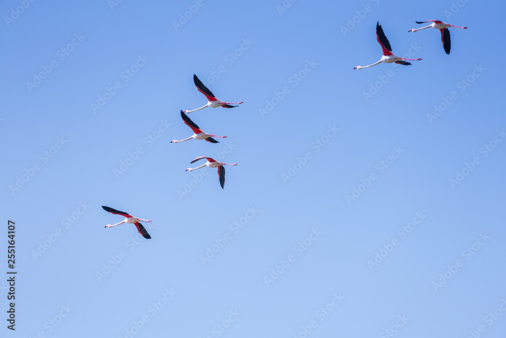 Obraz premium Flock of birds pink flamingo flying against a background of pure blue sky.