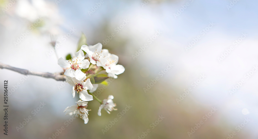 Cherry blossom tree Cherry blossom tree