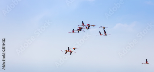 Flock of birds pink flamingo flying against a background of pure blue sky.