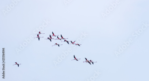 Flock of birds pink flamingo flying against a background of pure blue sky.