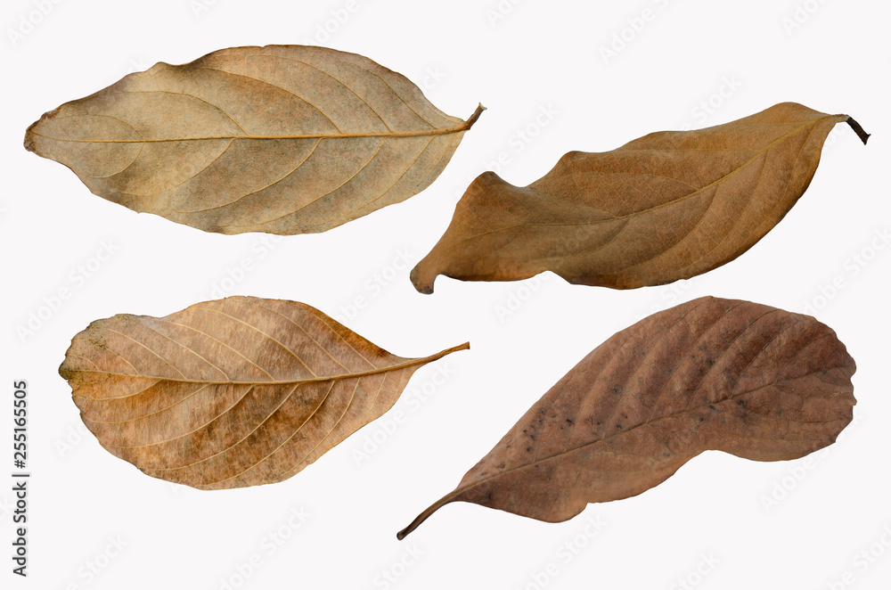Brown dry leaves with isolated white background