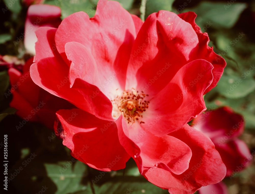 Vibrant Red Rose Bloom Vibrant Red Rose Bloom