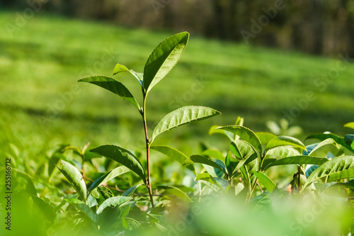 The stalk of the tea Bush green . The northernmost tea in the world grows in Sochi. Tea plantation Matsesta tea.