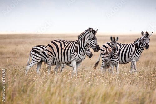 Zebras migration -  Makgadikgadi Pans National Park - Botswana © Radek