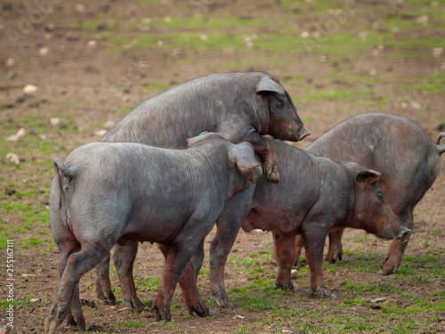 Iberian pork grazing in the spanish dehesa in Salamanca © anuskiserrano