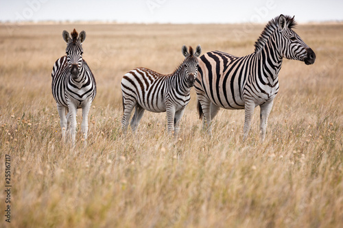 Zebras migration -  Makgadikgadi Pans National Park - Botswana