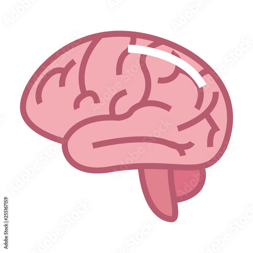 human brain organ