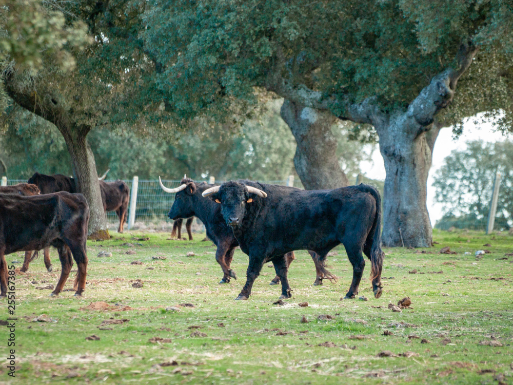 Bulls of toro de lidia breed in the dehesa in Salamanca, Spain. Concept of extensive livestock farming Bulls of toro de lidia breed in the dehesa in Salamanca, Spain. Concept of extensive livestock farming