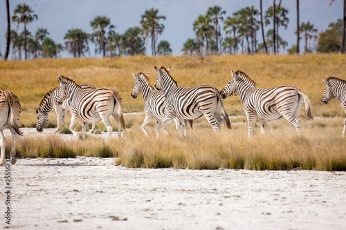 Zebras migration -  Makgadikgadi Pans National Park - Botswana