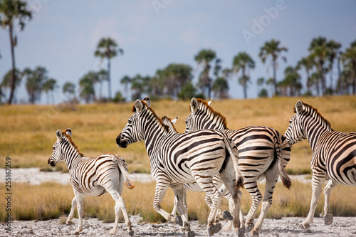 Zebras migration -  Makgadikgadi Pans National Park - Botswana