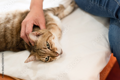 woman touch fat tabby cat on the bed