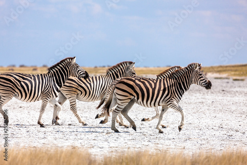 Zebras migration -  Makgadikgadi Pans National Park - Botswana