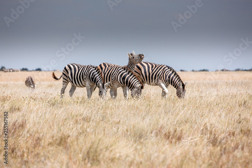 Zebras migration -  Makgadikgadi Pans National Park - Botswana