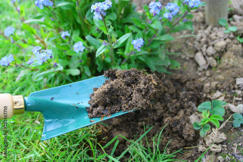 plantation de myosotis au printemps plantation de myosotis au printemps