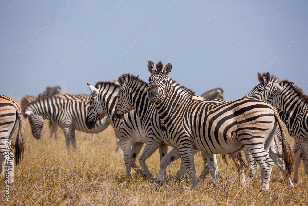 Fototapeta premium Zebras migration - Makgadikgadi Pans National Park - Botswana