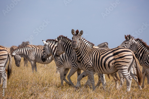 Zebras migration -  Makgadikgadi Pans National Park - Botswana