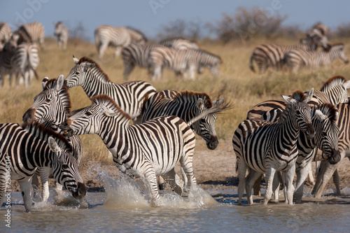 Zebras migration -  Makgadikgadi Pans National Park - Botswana