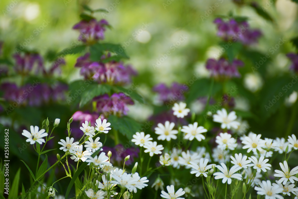 Delicate white and lilac flowers in a forest glade in the spring. Delicate white and lilac flowers in a forest glade in the spring.
