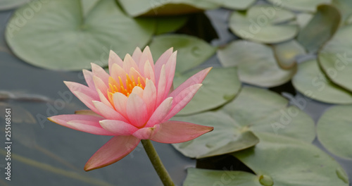 Beautiful lotus flower pond