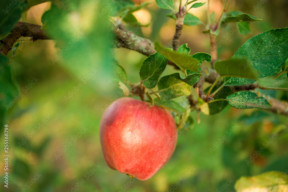 Green fresh apples on branch tree in orchard Green fresh apples on branch tree in orchard