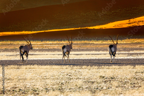 Fototapeta Naklejka Na Ścianę i Meble -  Oryx antelope and orange dunes in Sossusvlei - Namib - Namibia
