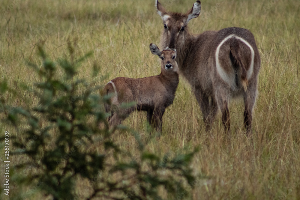 Mother and son waterbucks roaming free in shout african bush Mother and son waterbucks roaming free in shout african bush