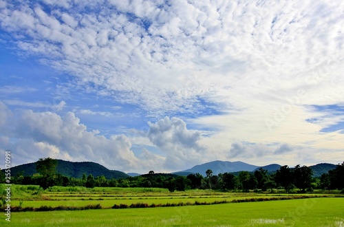 Rice fields and mountains in Thailand