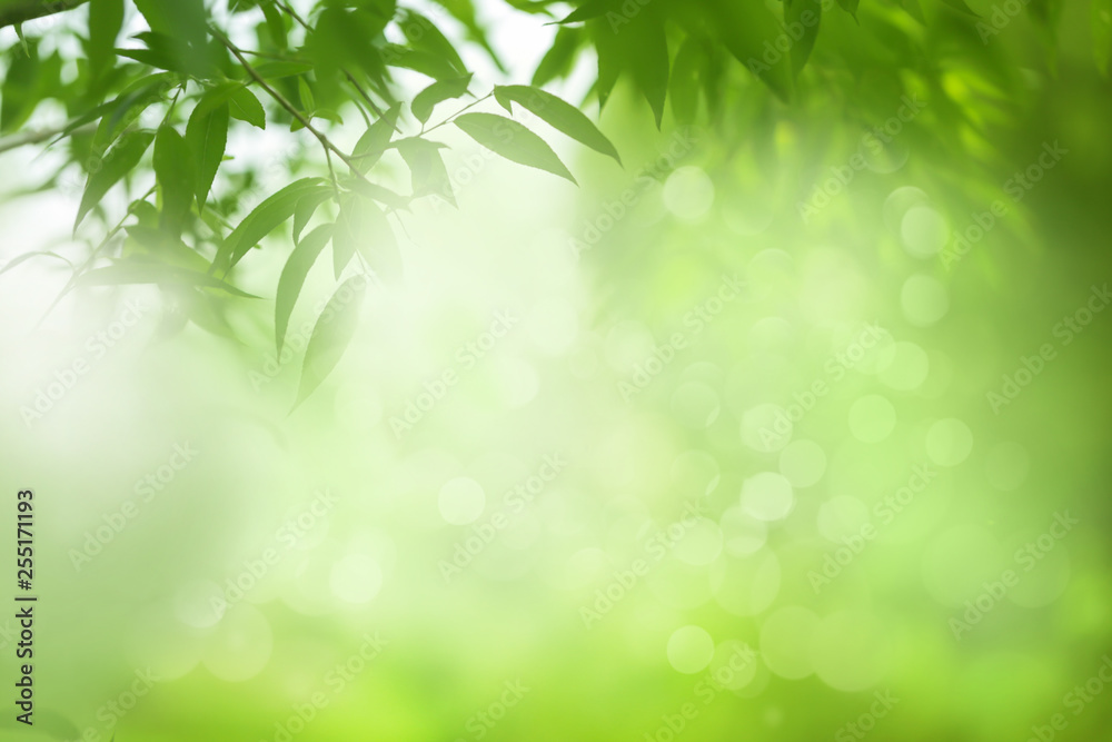 Spring or summer nature background, green tree leaves frame Spring or summer nature background, green tree leaves frame