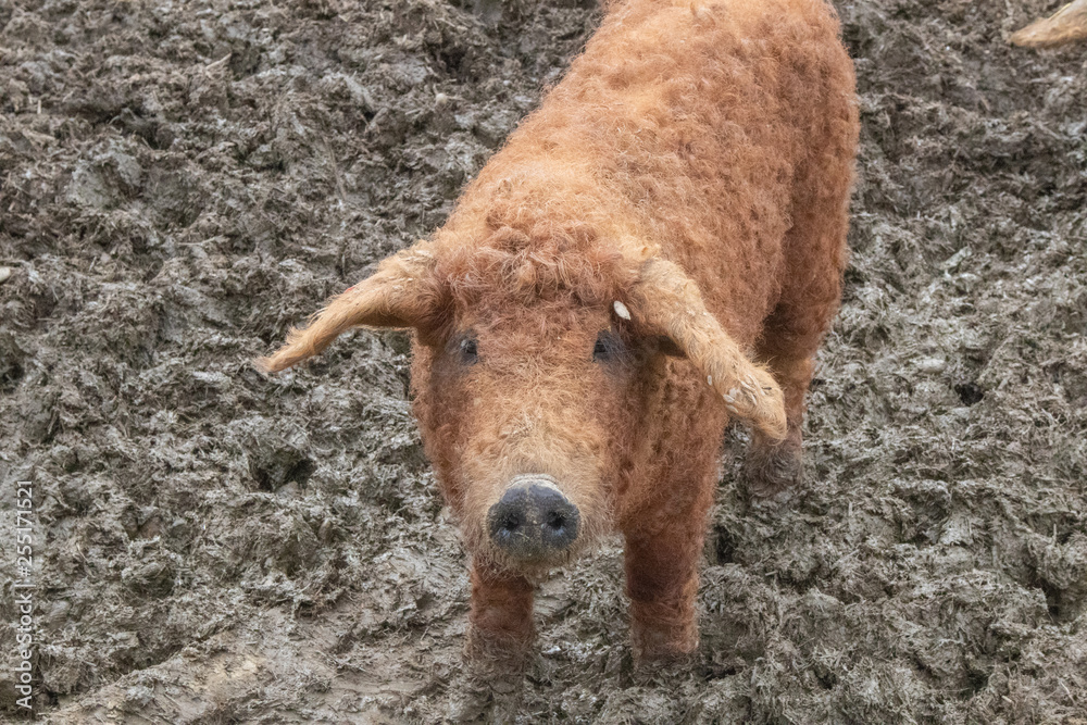 Naklejka premium wollschweine