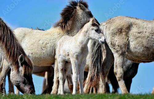 Wild horses with foal in Friesland (The Netherlands)