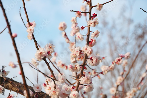 日本の春に咲く白い梅の花