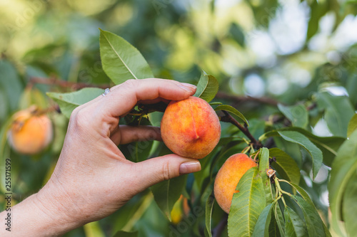 Farmer harvesting peaches from peach tree in orchard 