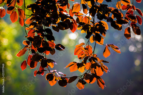Autumn leaves in orange colors with sunlight