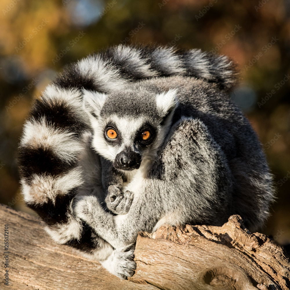 Obraz premium Maki is washing himself in the sun