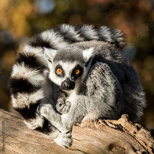 Maki is washing himself in the sun