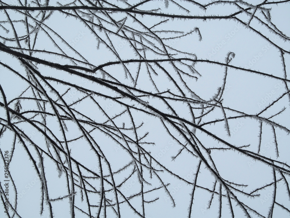 Natural geometric winter pattern of lines of tree branches in hoarfrost. Snow thorns on the stems of a sleeping tree on a frosty day against the white sky Natural geometric winter pattern of lines of tree branches in hoarfrost. Snow thorns on the stems of a sleeping tree on a frosty day against the white sky